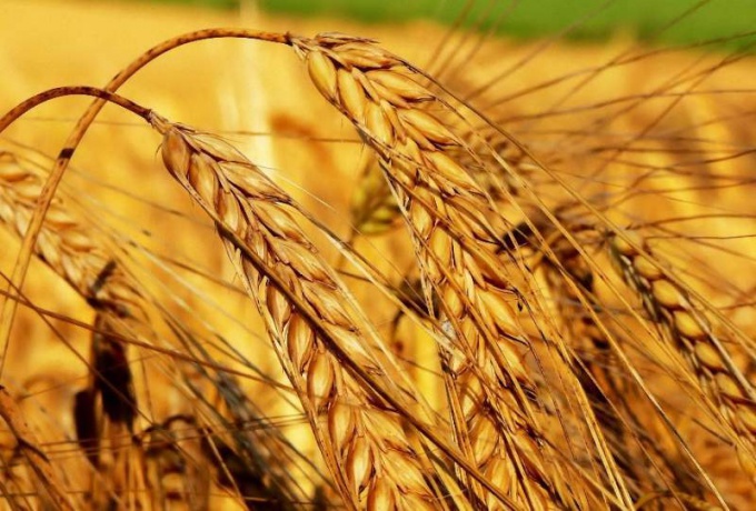 Come aprire un negozio online di prodotti agricoli