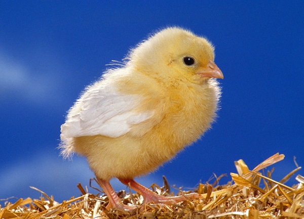 Come fare un pollo da un sacchetto di plastica