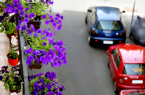 Perché la petunia non fiorisce sul balcone in estate