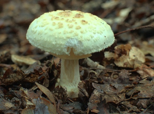 Come identificare l'amanita muscaria o l'amanita citrina