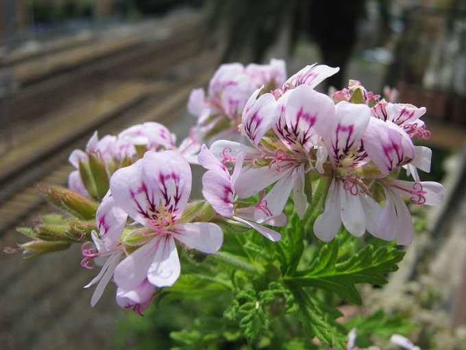 Difficoltà nel crescere Pelargonium