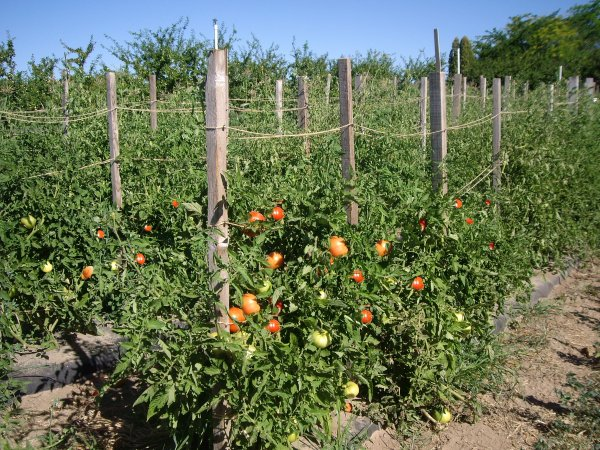 Prendersi cura di pomodori