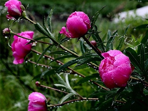 Come prendersi cura delle peonie dopo la fioritura