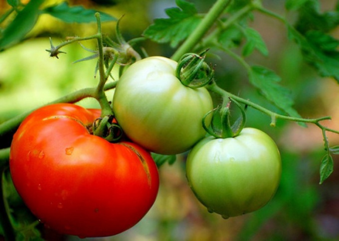 Come proteggere i pomodori dalla phytophthora