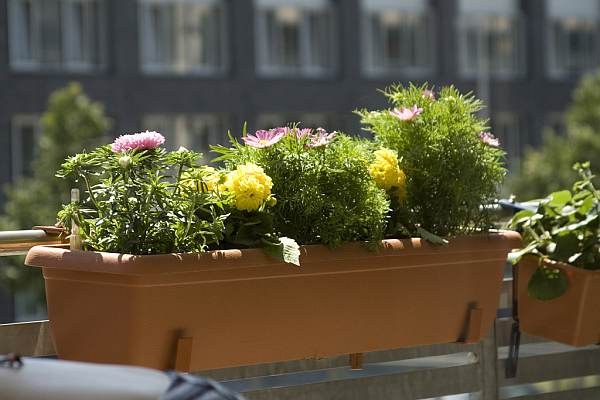 Quali fiori dovrei mettere sul balcone