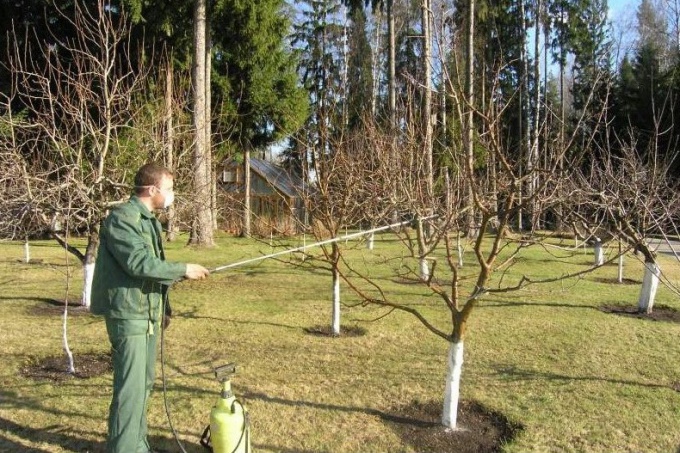 Ciò che funziona deve essere fatto in giardino in primavera