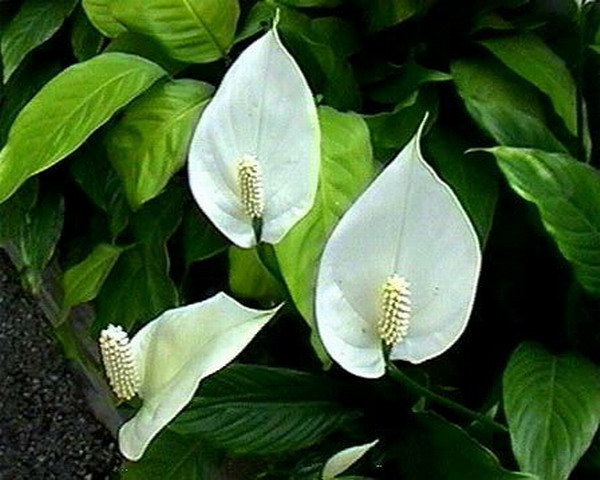 Caratteristiche spathiphyllum