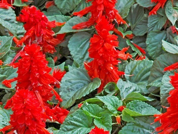 Salvia - il fiore di meravigliosa bellezza 