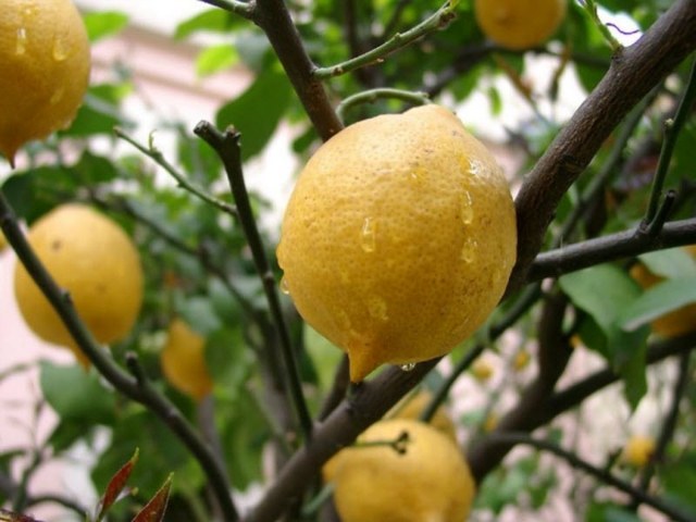 Come crescere un limone da una pietra a casa