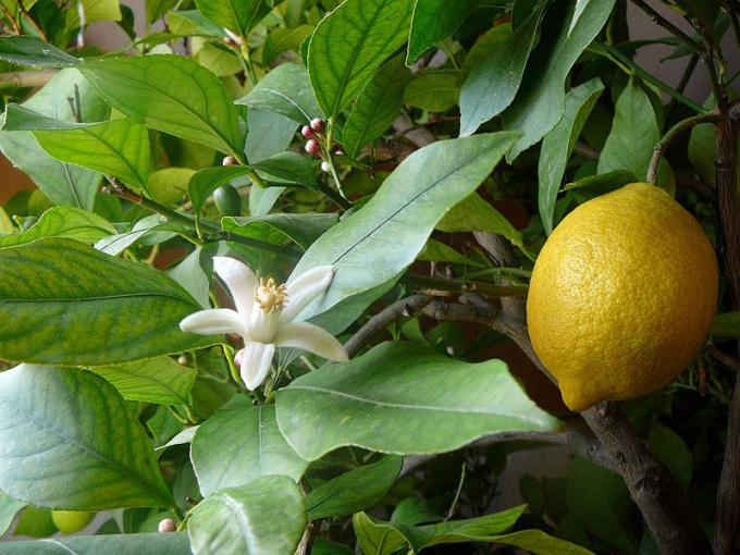 Come far crescere un limone fruttifero da una pietra