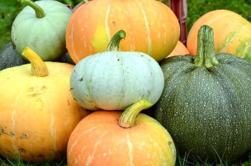 Coltivazione zucca in terreno aperto