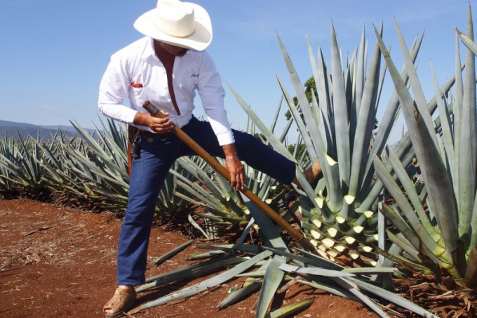 Raccolta di foglie di agave blu