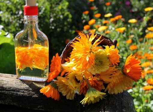 La tintura di calendula è una vera panacea per chiunque abbia problemi di pelle. La sua composizione è semplice: fiori di calendula, infusi con alcool