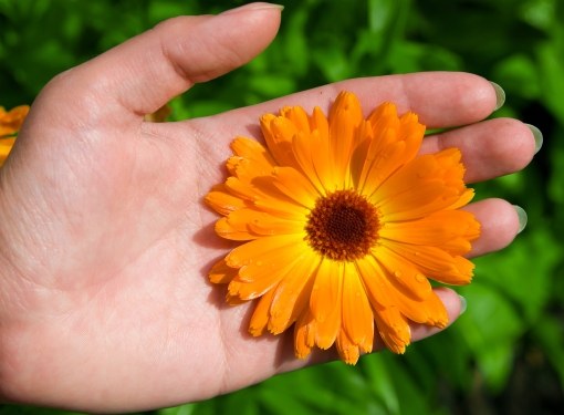 Come fare una tintura di calendula dall'acne