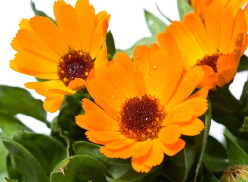 Come fare una tintura di calendula dall'acne