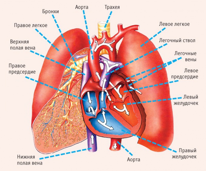 Quali sono le parti del cuore?