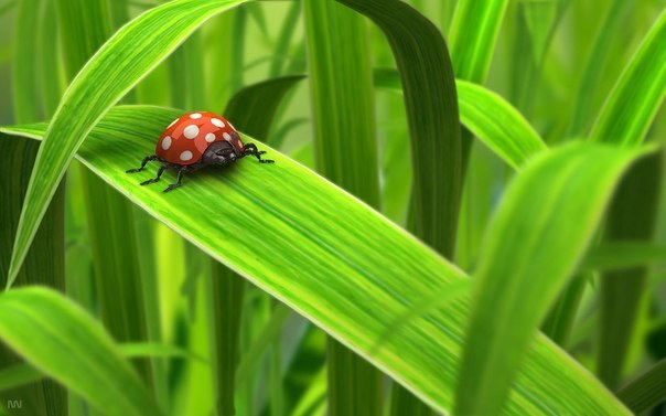 Quali scienze sono chiamate naturali