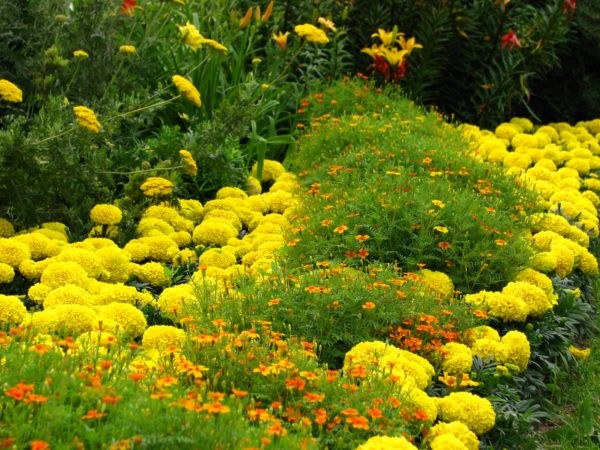 Marigolds - piante annuali preferite di molti giardinieri