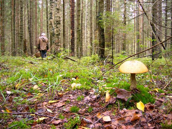 Cosa fare se mi perdo nella foresta