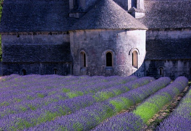 Campo di lavanda in Provenza