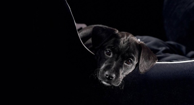 Regole per il trasporto di cani in treni e aerei