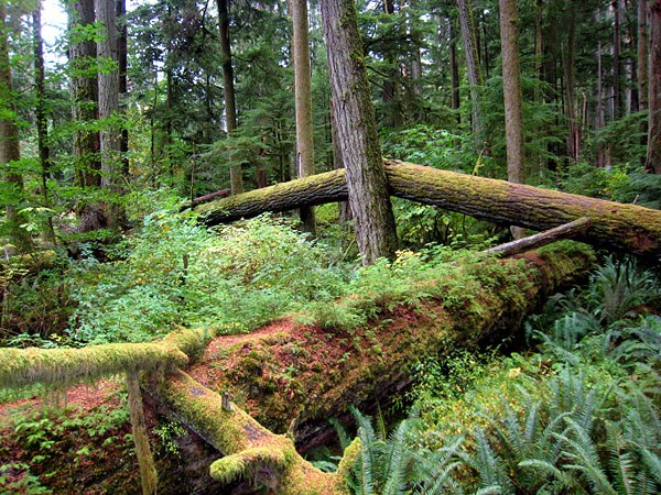 Foresta come zona naturale