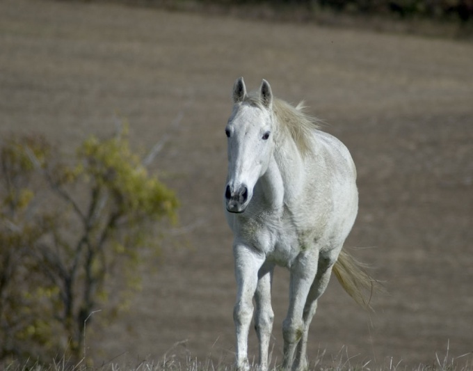 Come nominare un <strong> cavallo </ strong>