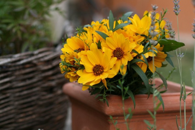 Perché il ragazzo non dà fiori