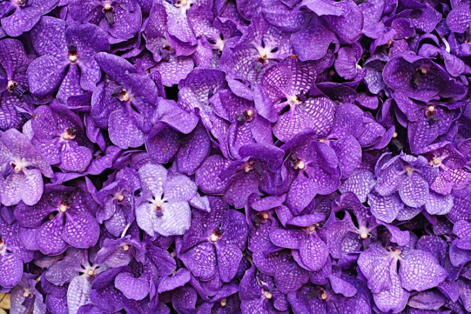 Come prendersi cura delle violette