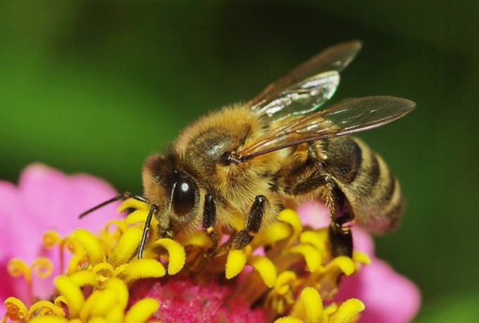 Come sbarazzarsi di allergie alle api