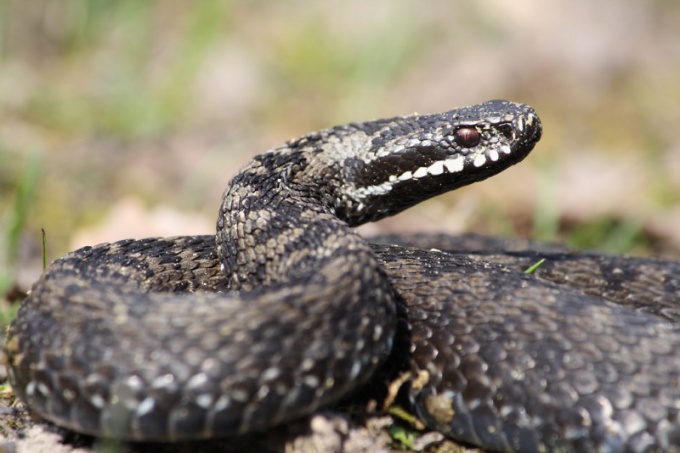 Come fornire il primo aiuto con un morso di vipera