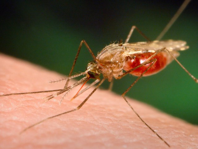 Suggerimento 1: come curare la malaria