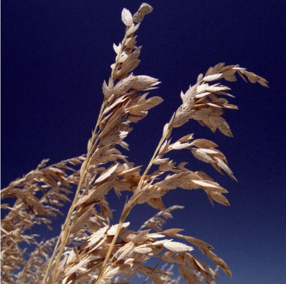 fiocchi d'avena per perdita di peso