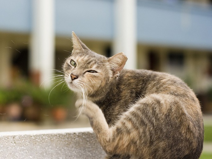 Perché il gatto prude