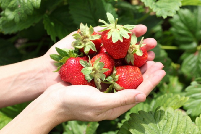 Dieta della fragola