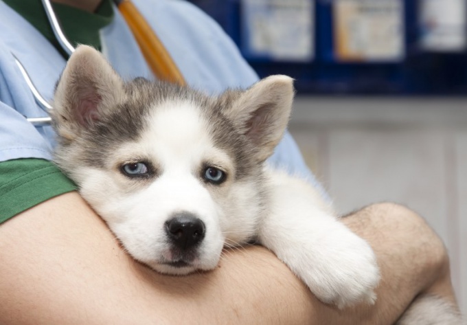 Che cosa può causare diarrea in un cane