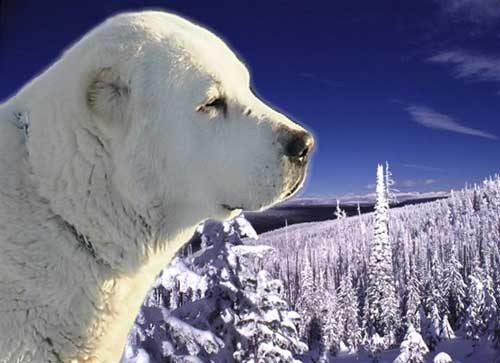 che cosa è meglio nutrire cani da pecora asiatici?