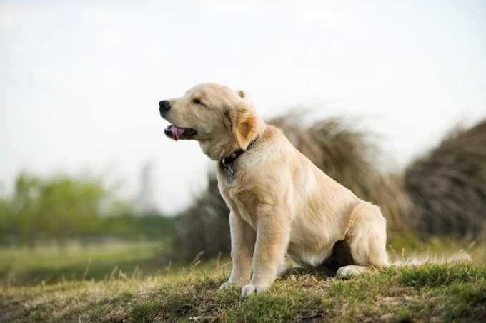 come formare un cucciolo al colletto