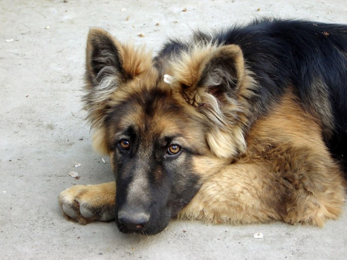 Come viene trasmessa la rabbia nei cani?