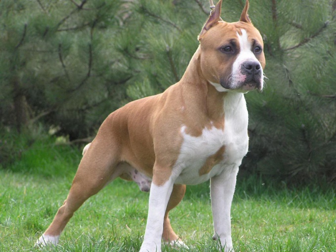 Come capire se vale la pena iniziare un pitbull terrier americano