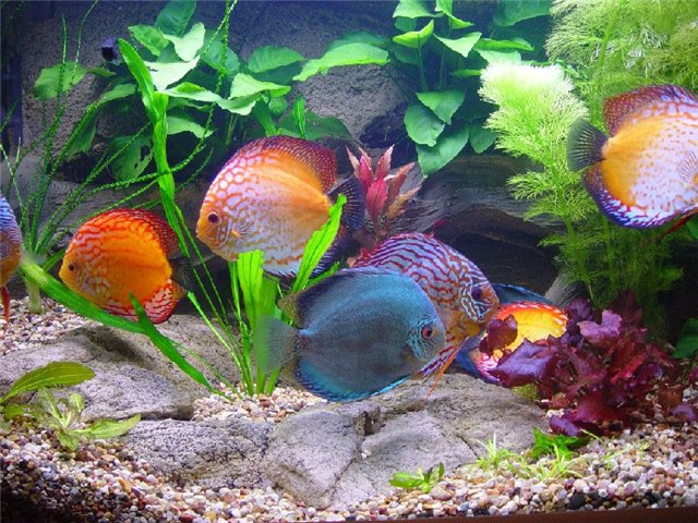 come fare l'illuminazione per un acquario