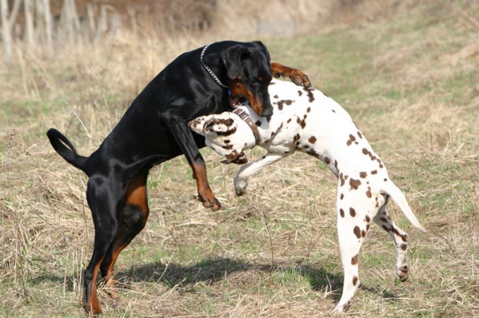 Come separare i cani da combattimento