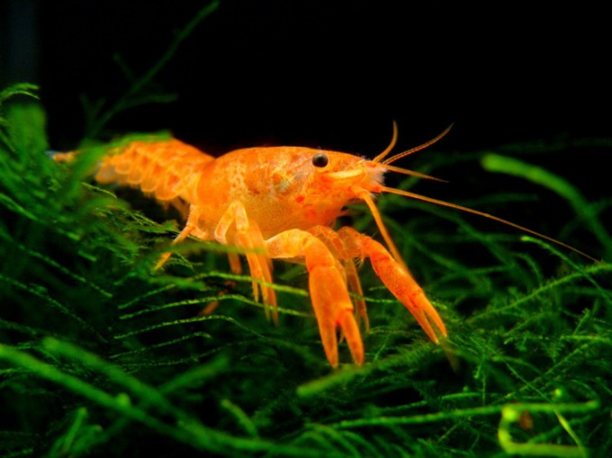 Come mantenere i gamberi d'acquario