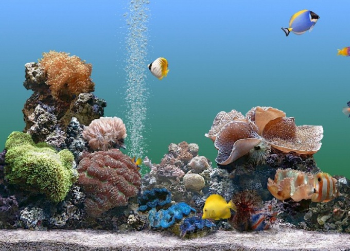 Come scegliere un pesce e un acquario quando si acquista