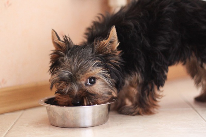 Come scegliere un cucciolo di Yorkshire Terrier