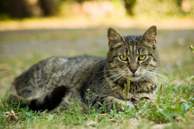 Quali vaccinazioni sono necessarie per un gatto