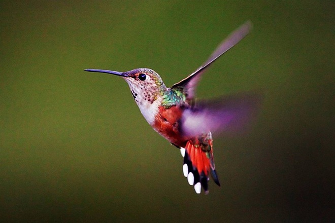 Quali sono gli uccelli più piccoli del pianeta?