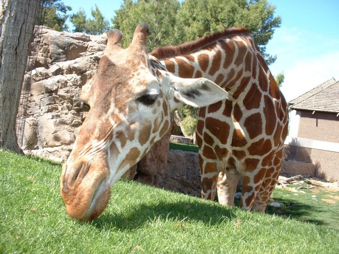 la giraffa ha una lingua blu