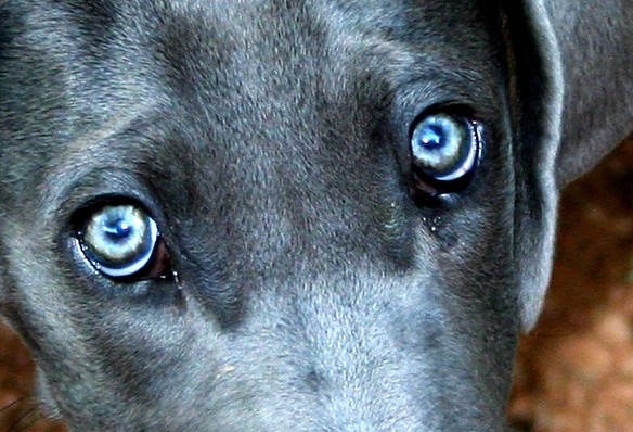 Coniunctivite nei cani: diagnosi e trattamento