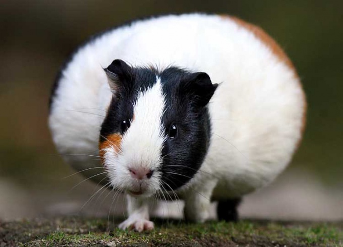 Quanto dura la gravidanza per una cavia?